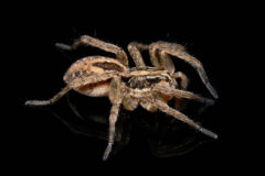 Small image of A side view of a Tigrosa annexa, brown with darker brown markings on its back and darker hairs around the ends of its legs.