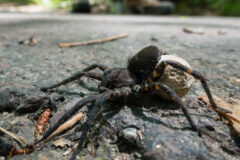 Small image of A closeup profile view of a female woodland giant wolf spider on a gravel path, holding a white, walnut-shaped egg sac beneath its velvety black body. Its legs have alternating black and brown chevron shapes.