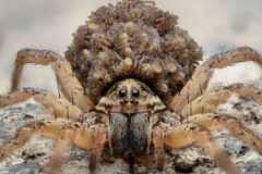 Small image of Front view of a tigrosa annexa spider with its back covered in tiny young spiders. It has six visible eyes and little black hairs on its light brown legs and lighter hairs on its darker mouth area. The young are also brown with paler heads.