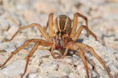 Small image of A front view of a rapid wolf spider, which has five visible eyes, two much larger than the other three. It is light brown with darker markings on its main body and by its mouth. It has darker hairs on its legs.