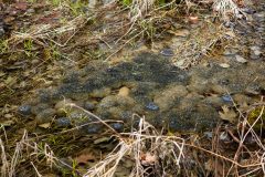 Small image of A vernal pool surrounded by dried grasses, with dried leaves at the bottom, largely filled with translucent wood frog egg sacs.