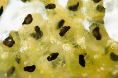 Small image of A close up of a cluster of wood frog egg sacs, translucent yellow-green spheres with dark shapes inside that will become tadpoles. There are visible bubbles.