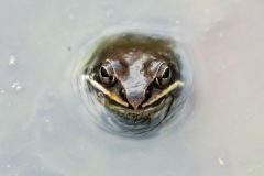 Small image of A closeup on the face of a dark olive-green wood frog, sticking up out of the water. It has dark eyes and a prominent white upper lip.