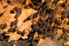 Small image of A large group of dark gray tadpoles swims over a layer of dead leaves at the bottom of clear water.