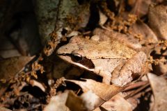 Small image of A profile view of a tan wood frog. A wide black stripe, rounded at the edge, goes from the base of its head to its eye and continues as a much narrower stripe to the tip of its nose.