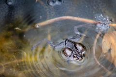 Small image of A view from above of a male wood frog near a cluster of wood frog egg sacs. Its head sticks up through the surface of the water and beneath the surface, its legs are visible spread apart. Around its throat are a pair of inflated skin pouches, each about the size of its head.