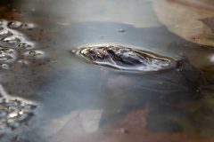 Small image of Near a cluster of wood frog egg sacs, the top of two wood frogs' dark gray heads emerge from the surface of water, on top of one another.