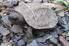 Small image of A wood turtle with a dark body and lighter gray shell, standing on a rocky shore.  The texture of the shell is visible, with each segment having a slightly higher point around the middle.