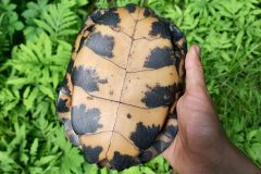 Small image of A human hand holds a wood turtle shell upside down, showing the plastron with its pale yellow base and symmetrical black markings on the sides of each segment. The background is a lush green area of ferns.