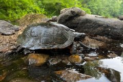 Small image of A wood turtle, dark in coloration, walking over wet rocks in a creek.