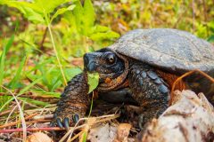 Small image of A wood turtle eating a green leaf.