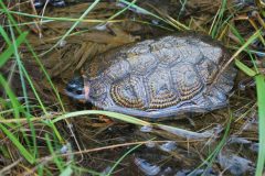 Small image of A wood turtle in shallow water, surrounded by wetland grasses. Its shell shows clearly the growth rings in each segment of the shell, each sticking out further from the base of the shell to give it a pyramid-like shape. These rings have light yellowish markings.