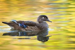 Small image of Female wood duck in the water.