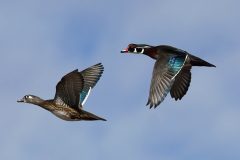 Small image of A male and female wood duck fly through air.