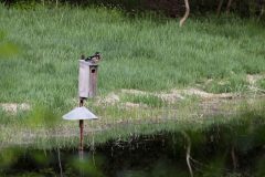 Small image of A wood duck sits on top of a nesting box.