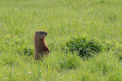 Small image of A woodchuck stands on its hind legs in a grassy field.