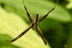 Small image of A male yellow garden spider on a web. Its legs are grouped into four sets of two and its body and legs are all shades of brown and tan.