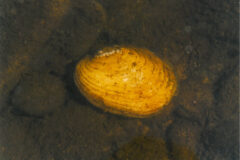 Small image of An oval-shaped yellow lampmussel rests on the bottom of a waterway.