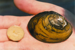 Small image of A human hand holds a yellow lampmussel next to a Canadian one-dollar coin, showing the mussel is about three times the size of the loonie.