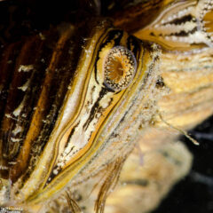 Small image of A closeup on the body of a zebra mussel, showing a siphon with thin tentacles around it and stripes of yellow, black, and tan.