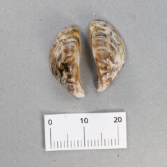 Small image of Two halves of a zebra mussel shell, streaky brown tops facing the viewer. There is a ruler pictured showing that the width of both shell halves fits within 20 millimeters.