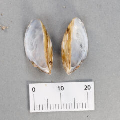 Small image of Two halves of a zebra mussel shell, pale undersides facing the viewer. The top side is a streaky brown. There is a ruler pictured showing that the width of both shell halves fits within 20 millimeters.