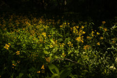 Small image of Clusters of golden ragwort cover woodland floor.