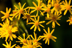 Small image of A cluster of bright yellow golden ragworts is seen up close.