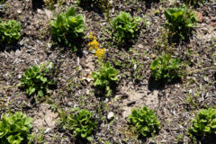 Small image of Clusters of golden ragwort bloom from dull-brown dry soil.
