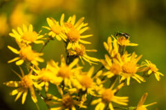 Small image of A pure green sweat bee visits the golden ragwort for food.