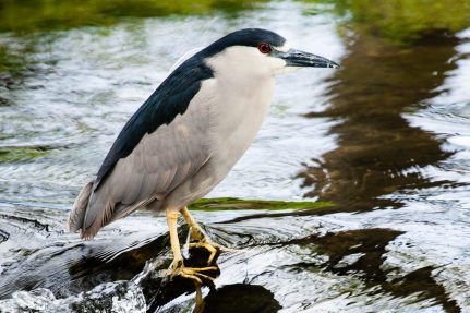 A black-crowned night heron stands in a shallow stream, its red eye looking toward the camera and its yellow feet gripping a rock under the water's surface.