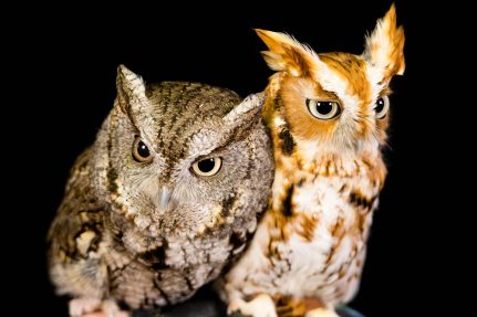 Two captive eastern screech-owls perch next to each other, displaying the species' distinct color morphs. One bird is gray, and one is reddish-brown, but both are patterned with bands and spots and have tufts of feathers on either side of their heads.