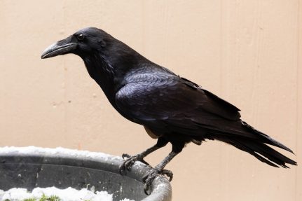 A common raven with entirely black feathers perches on the edge of a planter.