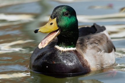 A male mallard with its bill open, showing its pale tongue.