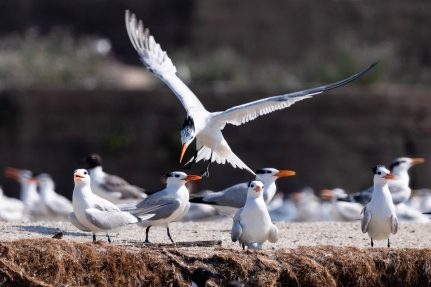 Royal tern lands on platform where other terns are.