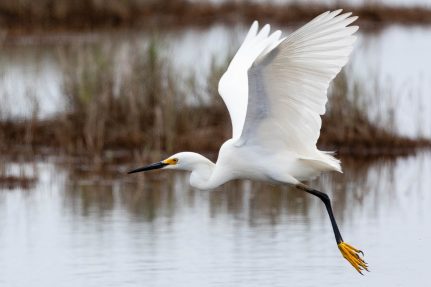 Snow goose flies slowly over the water with its feet out ready to catch a fish.