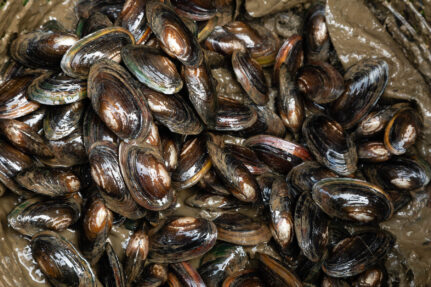 A group of dark alewife floaters sit in a muddy bucket.