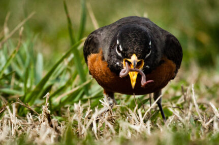 An American robin eats an earthworm in a grassy field.