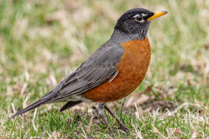 A close-up of an American robin perched in the grass.