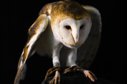 A captive barn owl with brown leather straps around its legs perches on a stand, its gold, tan and white feathers standing out against a black background.