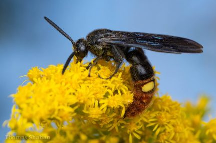 A blue-winged wasp sips nectar from a cluster of small yellow flowers.