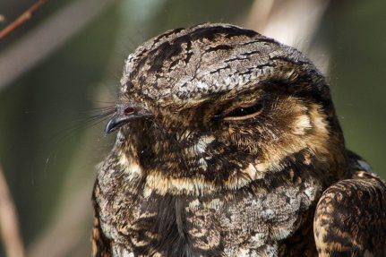 Close up of whip-poor-will shows face feathers blending from black to gray to light beige.