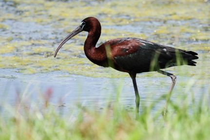 A breeding adult glossy ibis, wading in a body of water amidst vegetation.