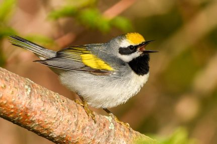 A small gray golden-winged warbler with yellow flashes on its head and wings perches on a branch.