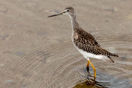 Willet wades through inches of water.