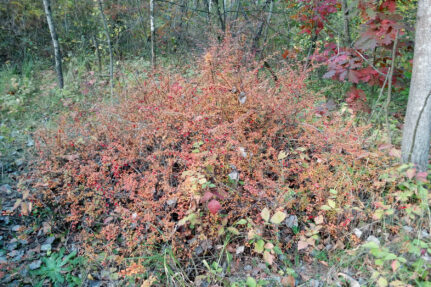 Japanese Barberry with many red leaves takes up several feet of space in a forest.