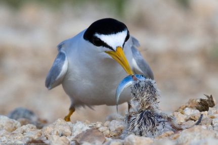 A least tern, standing on a rocky surface, holds a small fish out to a fuzzy tan chick. Its white forehead forms a triangle.