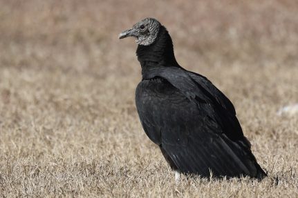 A black vulture with a bare, gray head stands in a brown field.