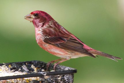 Reddish-colored purple finch perched on a wire mesh container of birdseed with a blurry green background