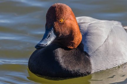 Redhead sits in the water.